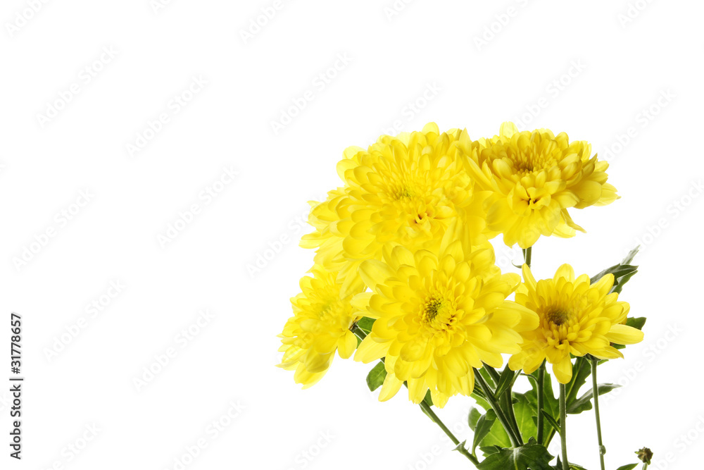 Flowers yellow chrysanthemums Flowers yellow chrysanthemums