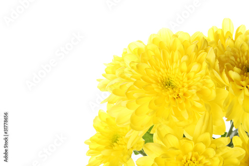 Flowers yellow chrysanthemums © Sunny_baby