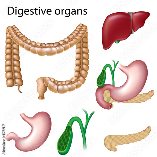 Digestive organs isolated, eps8