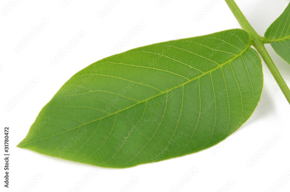 Obraz premium walnut