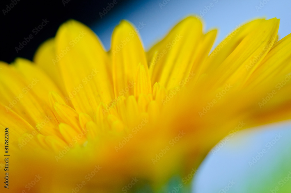 Fototapeta premium Sunflower