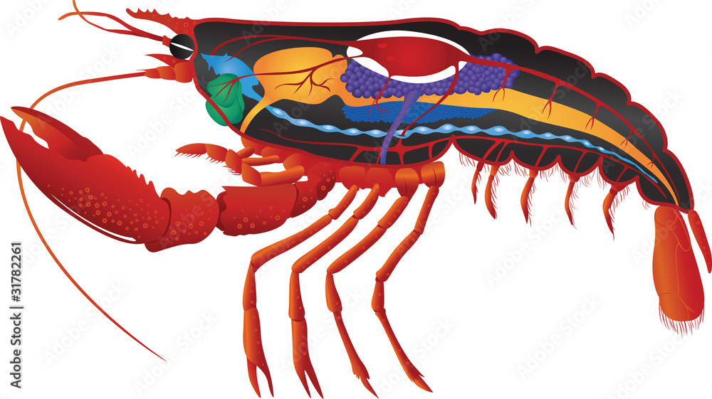 internal organs of a lobster Stock Vector Adobe Stock