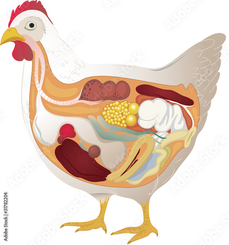 bird anatomy cross section