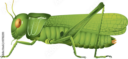 grasshopper