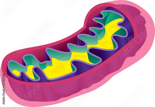 Photos mitochondrion cross section