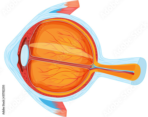 human eye