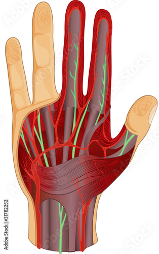 circulatory system in hand