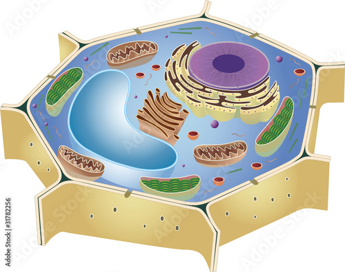 an animal cell