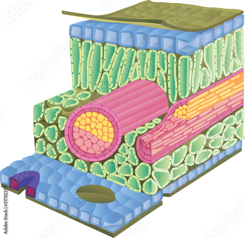 cross section of a leaf