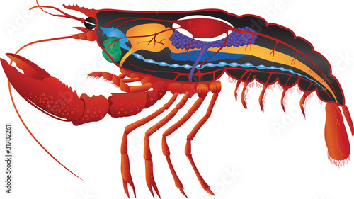 internal organs of a lobster