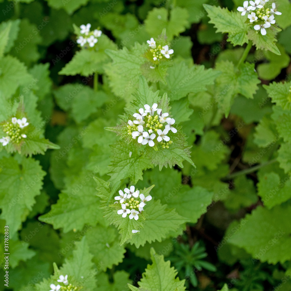 Knoblauchsrauke - Alliaria petiolata Knoblauchsrauke - Alliaria petiolata