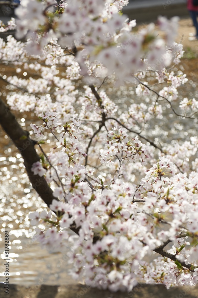 Fototapeta premium さくら