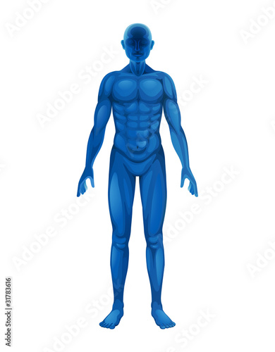 human body
