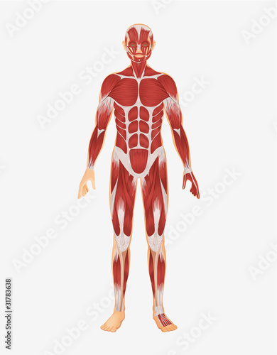 human body