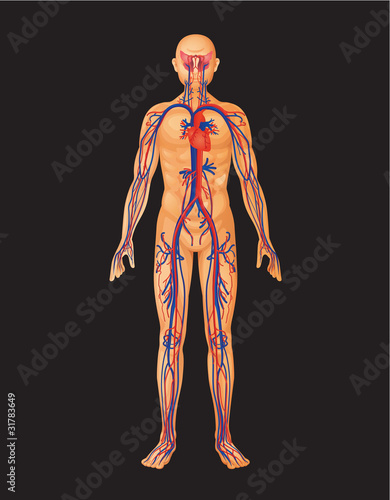 human body