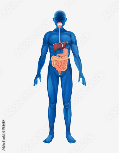 human body