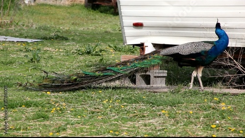 Pretty peacock
