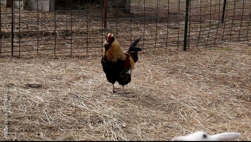 Rooster