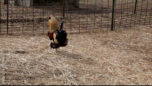 Rooster
