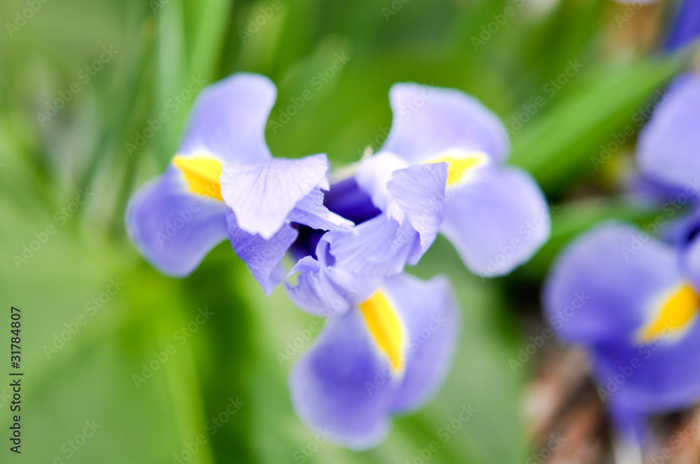 Iris Blume von Oben Stock Photo Adobe Stock