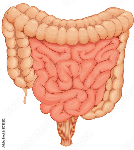 intestines