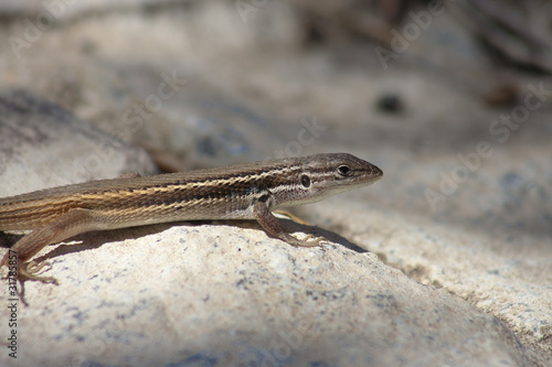 iberian wall lizard