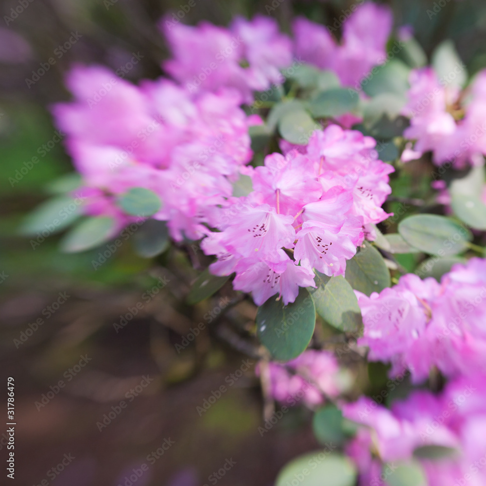 rhododendron with rhododendron with