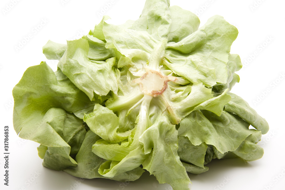 Kopfsalat von unten Kopfsalat von unten