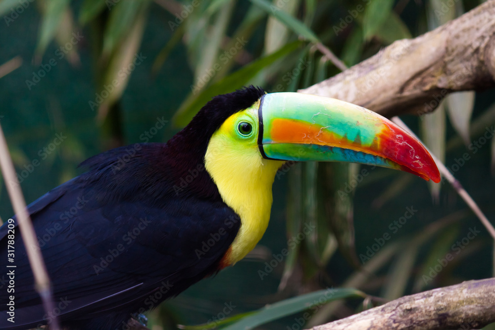 Obraz premium Toucan