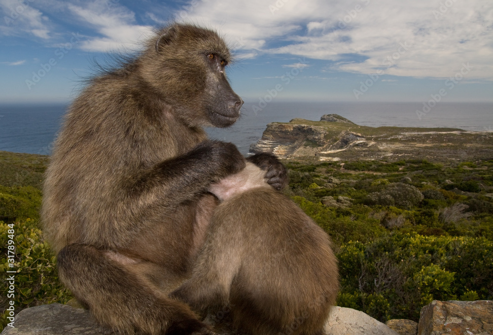 Naklejka premium Monkeys on the Cape of Good hope, Cape Town