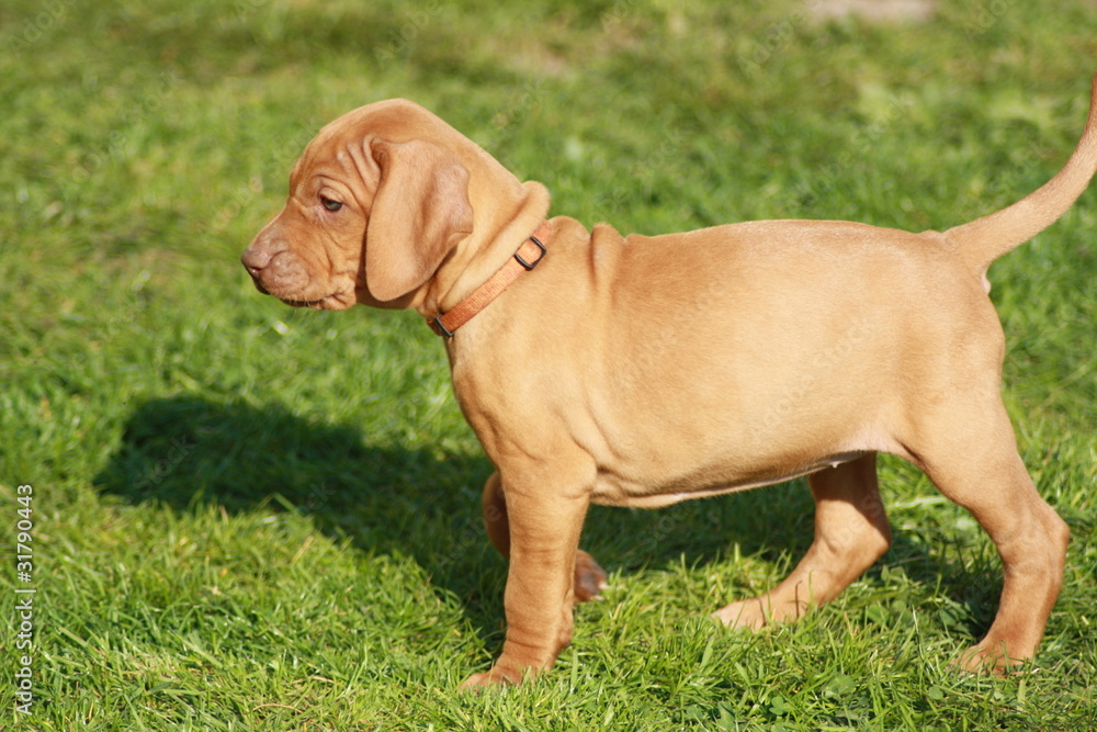 Magyar Vizsla Welpe Magyar Vizsla Welpe