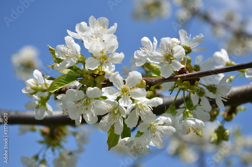 Cherry Tree in Bloom