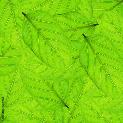 fresh green leaves border background