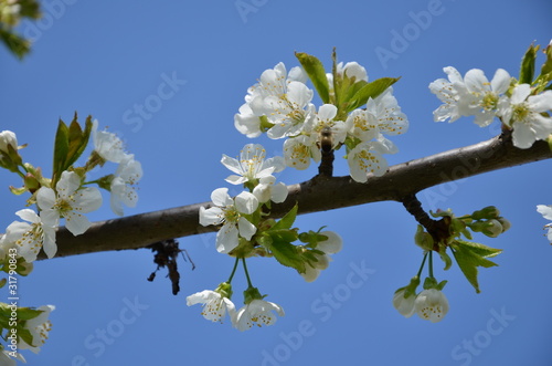 Cherry Tree in Bloom