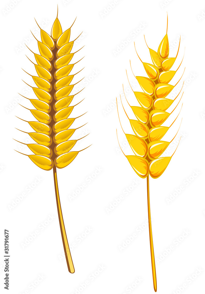 Ripe wheat and barley Ripe wheat and barley