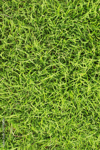 Green glass field texture