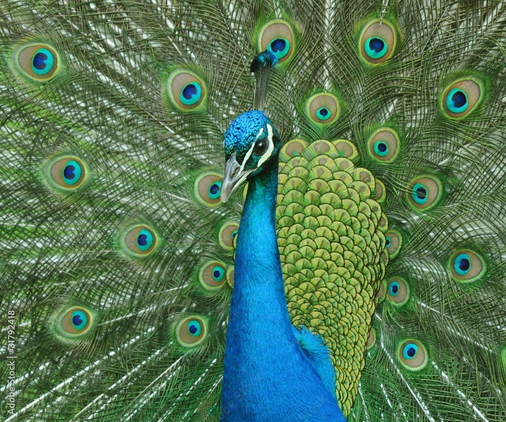 Obraz premium Peacock displaying looking to the left