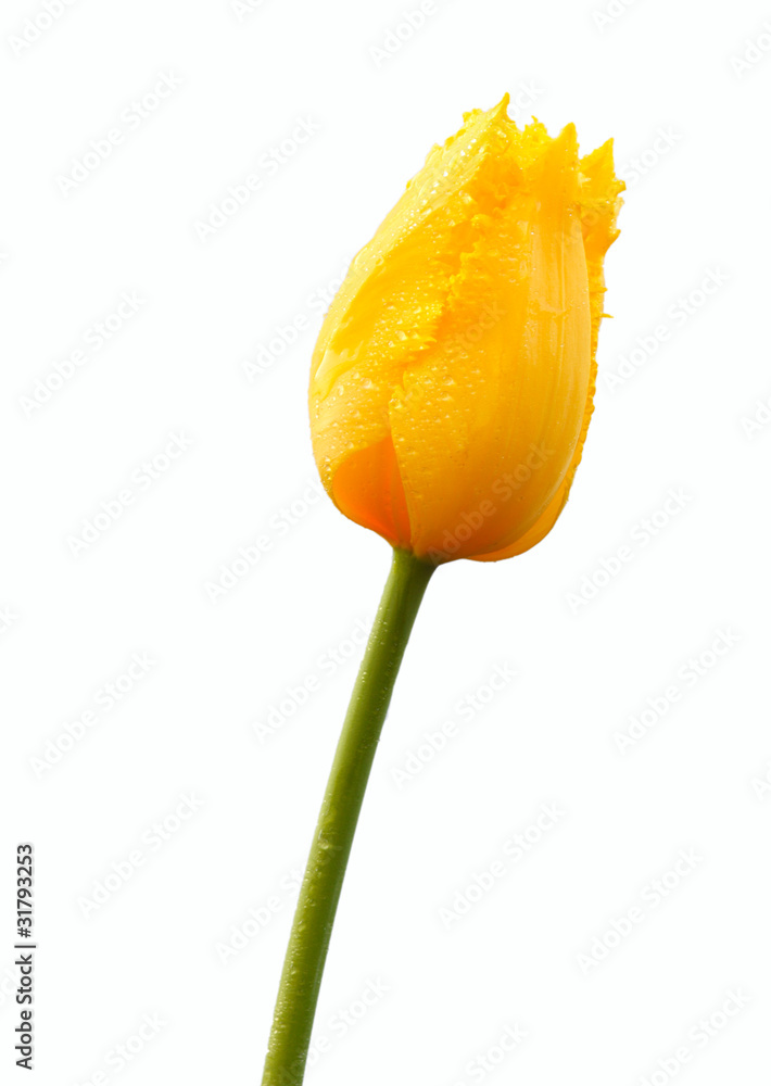 Yellow tulip with drops