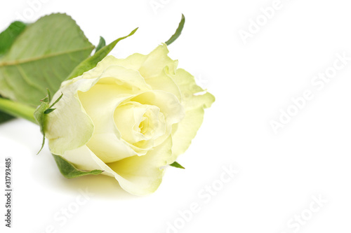 white rose macro