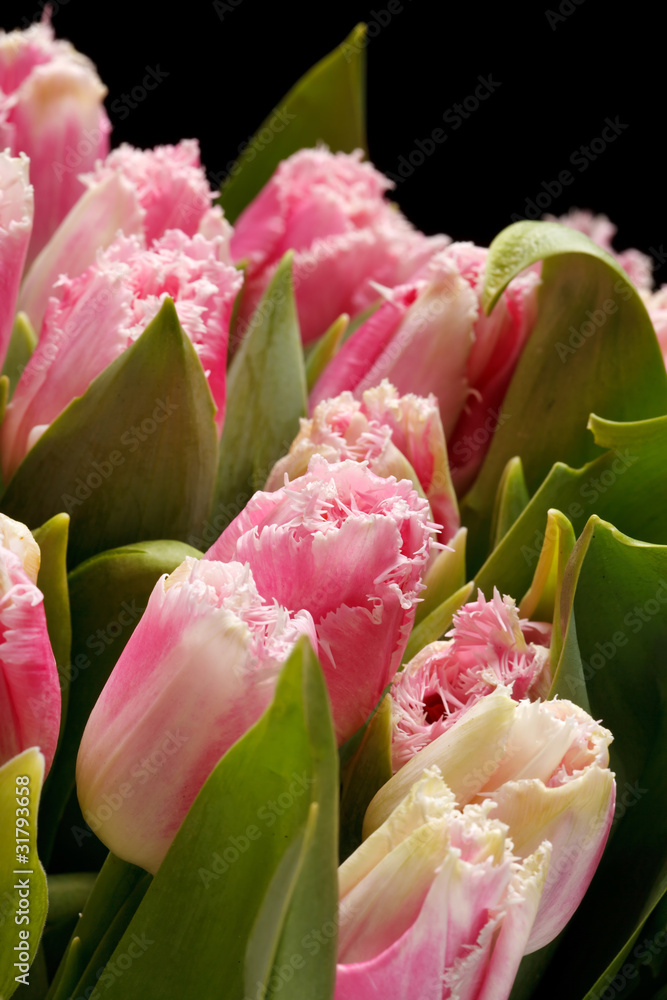 Fototapeta premium beautiful tulips