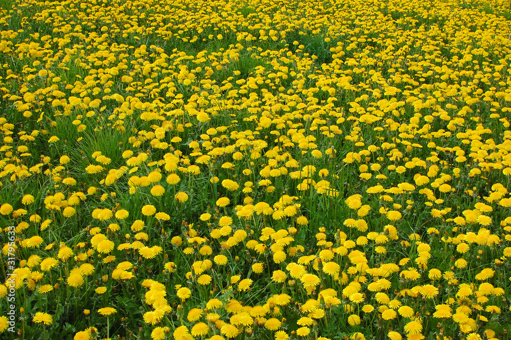 Dandelions Dandelions