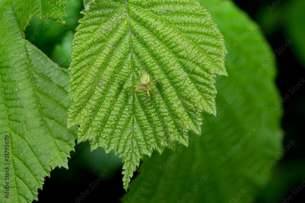 getarnte grüne Spinne auf Blatt getarnte grüne Spinne auf Blatt