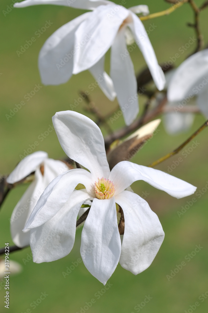 Fototapeta premium White Magnolia Flower, Wada's Memory