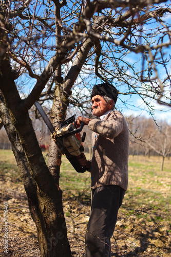 Old farmer trimming apple trees