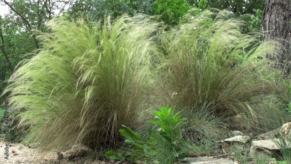 Stipa cheveux d'ange dans le vent dans un jardin
