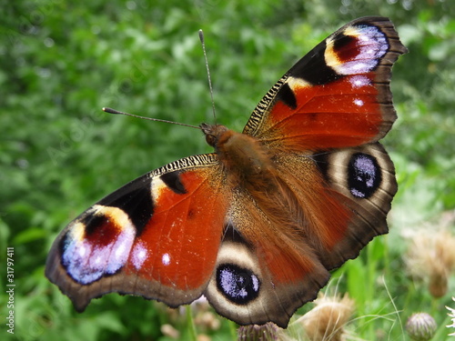 Peacock butterfly