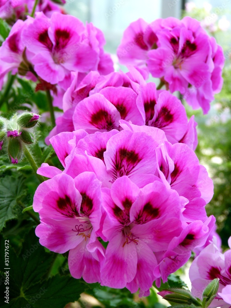 Petunien StockFoto Adobe Stock