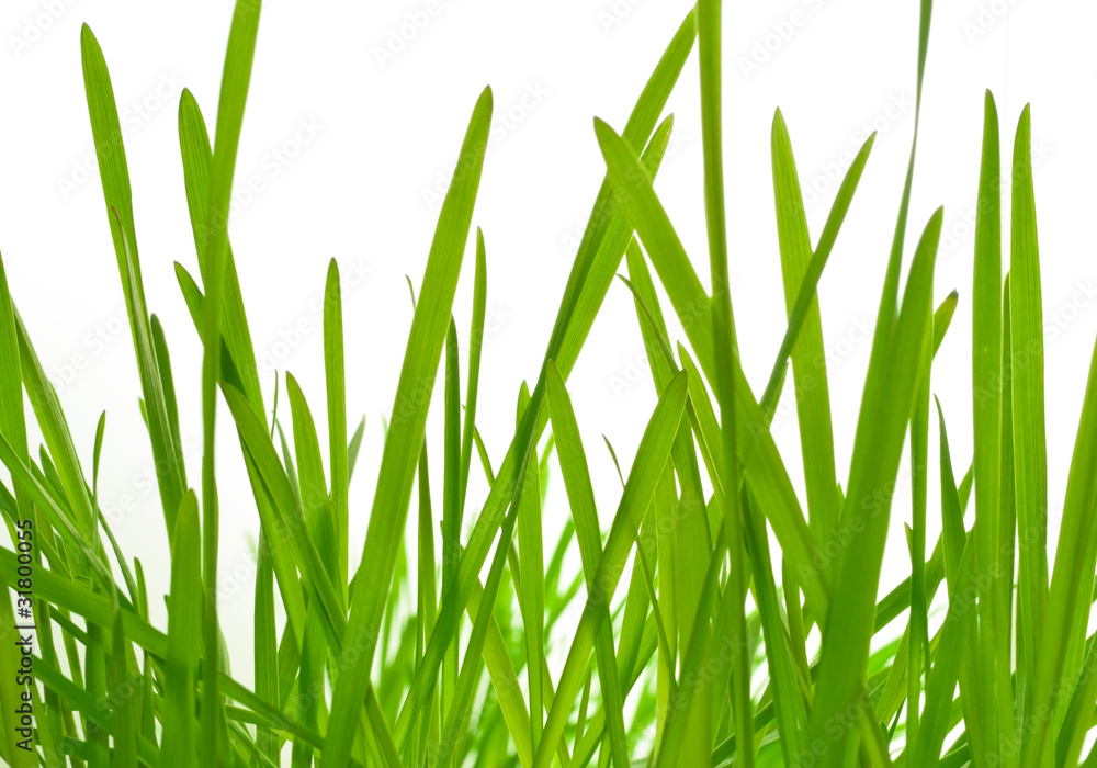 young green grass (oat) young green grass (oat)