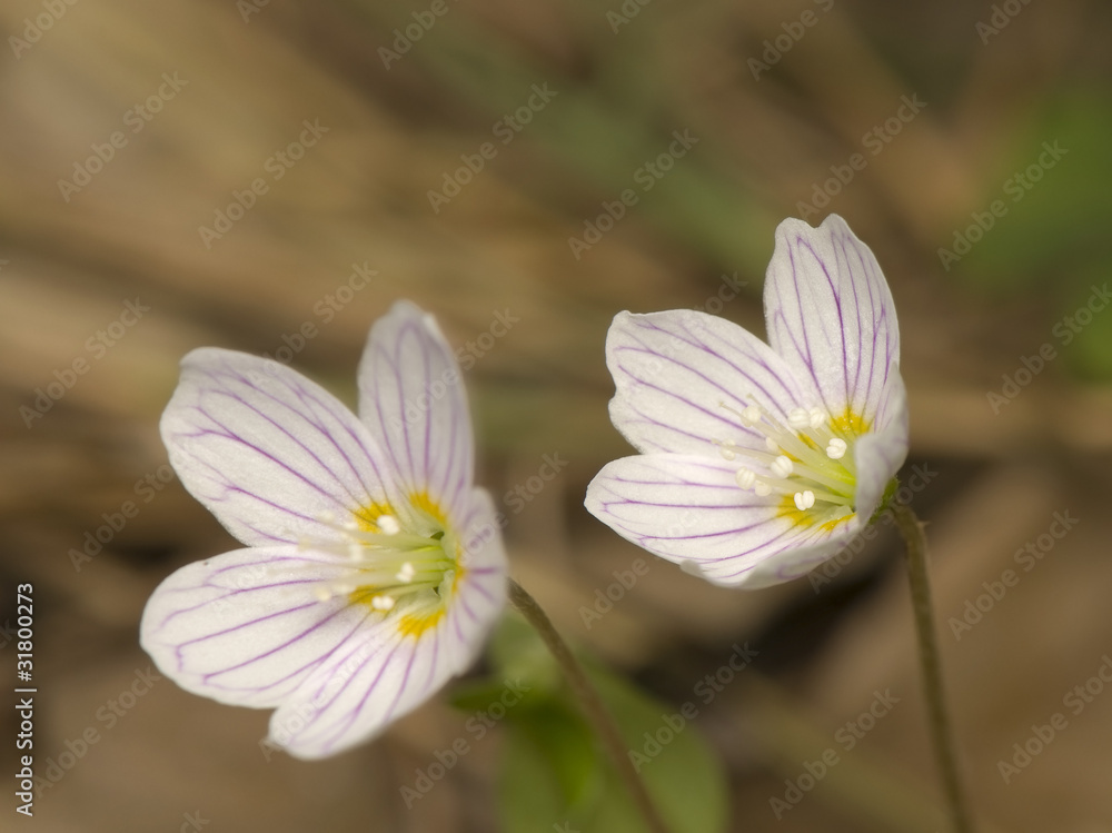 Oxalis acetosella