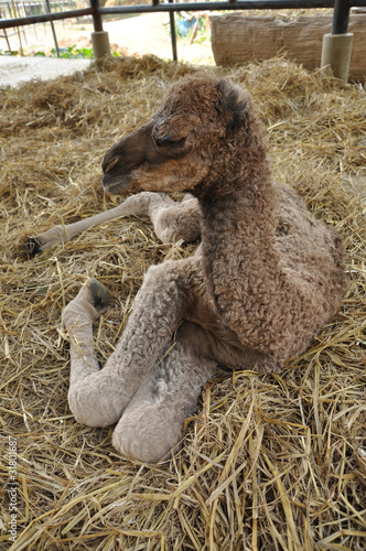 baby arabian camel